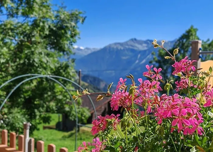 Alpine Siesta لوكباد